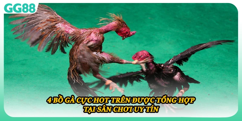 4 bồ gà cực hot trên được tổng hợp tại sân chơi uy tín