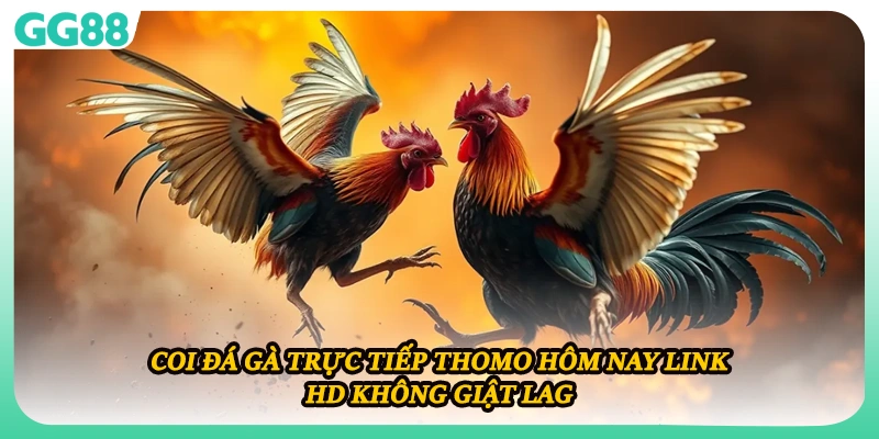 Coi Đá Gà Trực Tiếp Thomo Hôm Nay Link HD Không Giật Lag