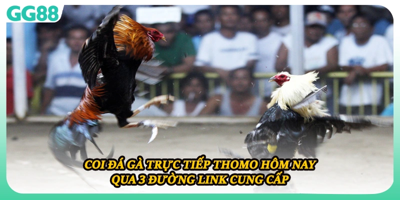Coi đá gà trực tiếp Thomo hôm nay qua 3 đường link cung cấp