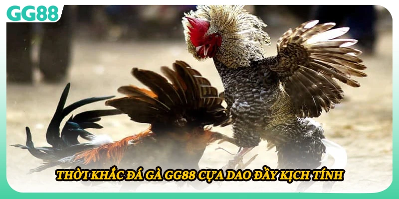 Thời khắc đá gà GG88 cựa dao đầy kịch tính