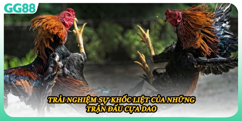 Trải nghiệm sự khốc liệt của những trận đấu cựa dao
