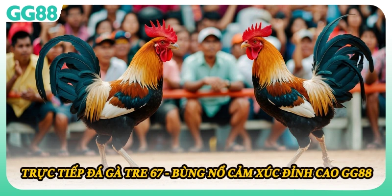 Trực Tiếp Đá Gà Tre 67 - Bùng Nổ Cảm Xúc Đỉnh Cao GG88